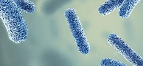 Image of bacteria